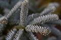 Abies procera Glauca IMG_8191_1 Jodła szlachetna